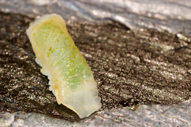 Karei (Japanese flounder) shiso leave with yuzu 